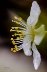 Fiore di mandorlo Fiore di mandorlo