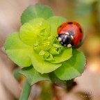 Prima macro con cavalletto