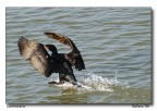 Cormorano 2 Cormorano 2