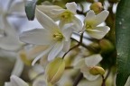 clematis clematis