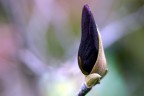 magnolia magnolia