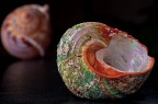 Shells Shells