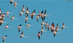 in volo (rosa) in volo (rosa)