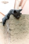 Lazy cat Lazy cat