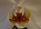 Orchidea Orchidea