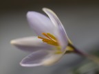 crocus