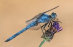 Orthetrum brunneum - maschio Orthetrum brunneum - maschio