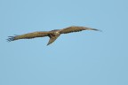 Poiana (Buteo buteo) Poiana (Buteo buteo)