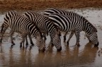 Zebre Zebre