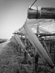 Tendaggio vinicolo Tendaggio vinicolo