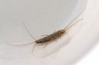 Lepisma saccharina (pesciolino d'argento) Lepisma saccharina (pesciolino d'argento)