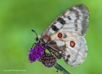 Parnassius apollo - farfalla apollo (Parnassius apollo) Parnassius apollo - farfalla apollo (Parnassius apollo)