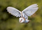 Volo Volo