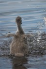 baby swan