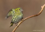 Lucherino eurasiatico (Carduelis spinus) Lucherino eurasiatico (Carduelis spinus)