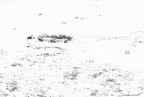 WHITE WHITE