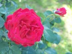 rosa provata dalle intemperie rosa provata dalle intemperie