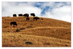 Bisons Bisons