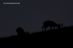 Pascolo Notturno . Pascolo Notturno .