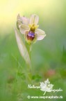 ... Ibrido Ophrys bombyliflora × tenthredinifera ... ... Ibrido Ophrys bombyliflora × tenthredinifera ...