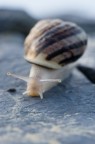Chiocciola Chiocciola