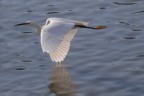 volo radente volo radente
