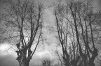 alberi alberi