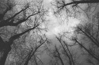 alberi 2 alberi 2