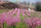 rosa di marzo rosa di marzo