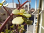 Prima Macro Prima Macro