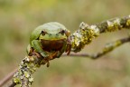 Raganella Raganella