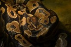 Tra le spire del serpente Tra le spire del serpente