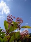 fantasia fiori e nuvole fantasia fiori e nuvole