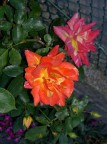 rosa vanitosa rosa vanitosa
