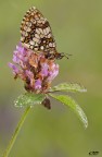 melitaea athalia. melitaea athalia.