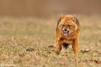 Sciacallo dorato : il maschio Sciacallo dorato : il maschio