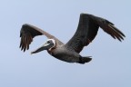 Pellicano Pellicano