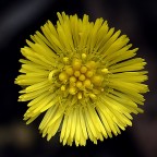 Yellow!! Yellow!!