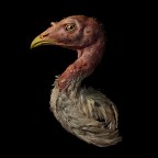 Turkeycock By Antonio Strafella