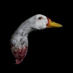 Duck Duck