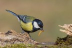 Cinciallegra (Parus major) Cinciallegra (Parus major)