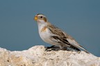 Zigolo delle nevi (Plectrophenax nivalis) Zigolo delle nevi (Plectrophenax nivalis)