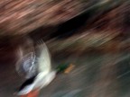 impressione di fuga impressione di fuga