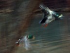 astratto di un volo astratto di un volo