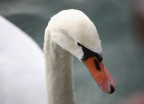 cigno in posa cigno in posa