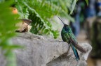 Colibrì Colibrì