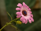 Primizie Primaverili Primizie Primaverili