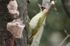 Picchio verde