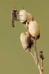 Close up: Diptera Close up: Diptera