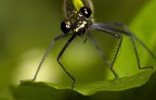 Libellula curiosa Libellula curiosa